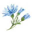vegetable - chicory is a versatile and nutritious vegetable that can add flavor and texture to a variety of dishes.