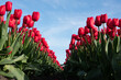 View between two rows of pink tulips under a blue sky from a low point of view
