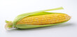 A corn cob isolated on a white background