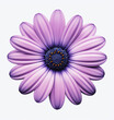 A purple daisy flower isolated on a white background