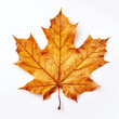 An autumnal leaf isolated on a white background