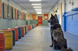 Police dog at training facility
