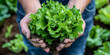 Farmer Holding Fresh Organic Lettuce in a Sustainable Farm