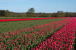 Blooming Tulip field with red and pink flowers in the Dutch countryside