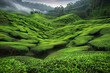 Tea plantation landscape, green tea fields