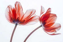 Minimalist Close-up Of Red Tulip Flowers, Two Long Curving And Intersecting Flower Stems, Perfect Composition On White Background