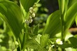 White bell shaped flowers of Lily Of The Valley plant, latin name Convallaria majalis, growing next to white flowering strawberry plant, latin name Fragaria Ananassa. Spring daylight sunshine. 