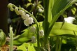 White bell shaped flowers of Lily Of The Valley plant, latin name Convallaria majalis, standing in front of some leaves partially chopped during lawn mowing, spring afternoon sunshine. 
