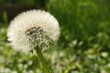 Detail of white dandelion blowball (latin name Taraxacum Officinale) seed head full of fluffy seed parachutes, sunlit by afternoon spring sunshine.