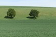 Two solitary broadleaf trees on grass lane on slope between two agricultural field, serving as barrier against erosion. Spring wheat plants on fields visible in foreground and background.