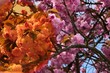 Detail of pink blossoming Japanese Cherry tree, latin name Prunus Serrulata, as seen normally and through special contrast orange eyewear lens.