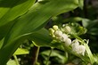 Spring white bell shaped flower cluster and broad leaves of scenty but poisonous Lily Of The Valley plant, latin name Convallaria majalis, blossoming in spring daylight sunshine. 