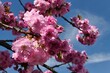 Lovely pink blossoming branch tips of Japanese Cherry tree, latin name Prunus Serrulata, sunbathing in spring afternoon sunshine, blue skies with some clouds in background. 