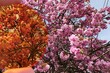 Pink blossoming Japanese Cherry tree, latin name Prunus Serrulata, as seen normally and through special contrast orange eyewear lens.