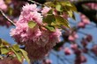 Pink blossoming flower cluster and spring leaves of decorative Japanese Cherry tree, latin name Prunus Serrulata, sunlit by spring afternoon sunshine. 