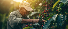 Coffee Picker Or Farmer, Older Man In Work Shirt And Cap, Working Near Shrubs With Red And Green Berries. Generative AI	