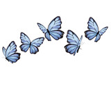 Fototapeta Motyle - five butterfly blue vector