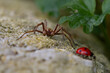 Nursery web spider watching a passing Seven-spot ladybird