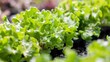 Detailed close-up of fresh green lettuce leaves thriving in a well-maintained garden bed, with moist soil