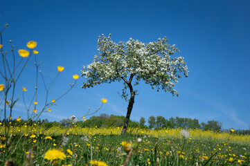 Poster - Blühender Obstbaum beim gelben Rapsfeld