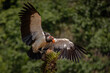 King vulture in Costa Rica 
