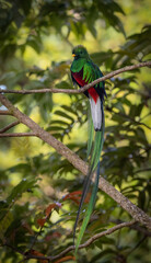 Wall Mural - Resplendent Quetzal in the rainforest of Costa Rica 