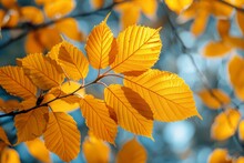 Bright Yellow Beech Leaves Capturing The Essence Of Autumn, Illuminated By The Soft Sunlight Filtering Through In The Background