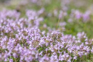 Wall Mural - pink thyme blossom closeup background