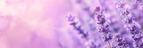 Fototapeta Lawenda - Close up of purple lavender flowers on violet background. Copy Space. Generative AI