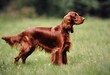 A view of a Red Setter Dog