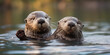 A family of otters floating on their backs in a tranquil river, their interconnected bodies forming a heart shape as they enjoy a moment of relaxation.