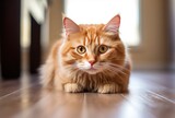Fototapeta Koty - Beautiful ginger cat lying on the floor, looking at the camera