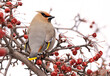 Bohemian Waxwing perched on a tree branch, Canada