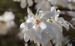 Beautiful magnolia tree blossoms in springtime. Gentle white magnolia flower against sunset light.