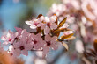 Beautiful pink flowers of bloom plum tree against evening sunset light and blurred bokeh. Spring seasonal floral background. Plum blossoming close up.