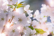 Beautiful white Sakura blossoms in springtime. Spring seasonal Floral background with soft-focused flowers of Sakura tree.
