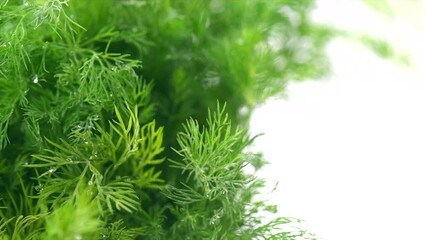 Wall Mural - Dill aromatic fresh herbs. Bunch of fresh green dill close-up, isolated on white background, rotating condiments. Vegetarian food, organic. Anethum graveolens macro shot. Border design. Slow motion