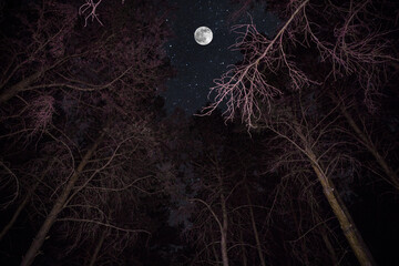 Wall Mural - Pine trees in the night sky at forest. Beautiful night in wild forest.