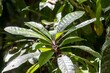 Foliage of a cafecillo bush, Erythrochiton gymnanthus, in a rainforest