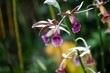 Greater swamp-orchid, Phaius tankervilleae