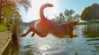 LENS FLARE: Energetic mixed breed dog jumps from small river pier into water