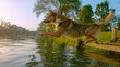 CLOSE UP: Playful dog jumping from a small pier into refreshing river water