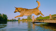 CLOSE UP: Dog flies in the air as he jumps off the wooden river pier into water