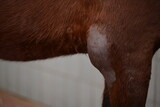 Fototapeta Psy - Geschwollenes Ellbogen Gelenk eines Pferdes, Bursitis