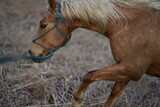 Fototapeta Psy - Pferd läuft am Knotenhalter über ein Feld, Detail