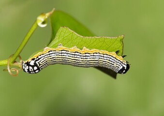 Wall Mural - Turbulent Phosphila (Phosphila turbulenta) cutworm insect eating vine leaves nature Springtime pest control agriculture concept copy space dorsal view.