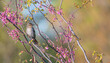 Closeup of a female red-winged blackbird perched on a tree branch with bright pink flowers in spring.