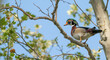 Male wood duck perched in a tree.