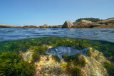 Fototapeta  - A seabass fish underwater in the ocean (Dicentrarchus labrax) near rocky shore, split view over and under water surface, natural scene, Eastern Atlantic, Spain, Galicia, Rias Baixas