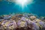 Fototapeta Do akwarium - Underwater sunlight on a coral reef with tropical fish in the south Pacific ocean, natural scene, New Caledonia, Oceania